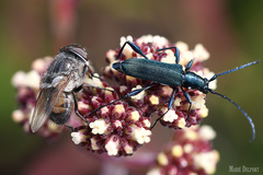 Rhyncomya paradoxa