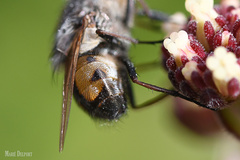 Rhyncomya paradoxa