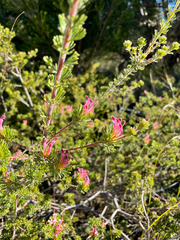 Adenanthos meisneri