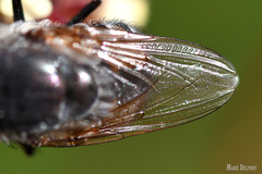 Rhyncomya paradoxa
