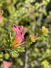 Adenanthos meisneri