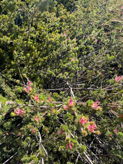 Adenanthos meisneri