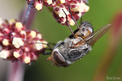 Rhyncomya paradoxa