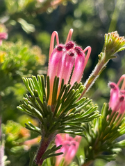 Adenanthos meisneri