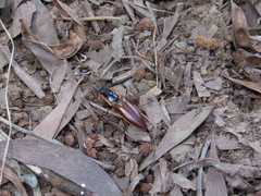 Semiotus luteipennis