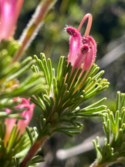 Adenanthos meisneri