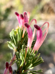 Adenanthos meisneri