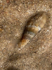 Bullia natalensis