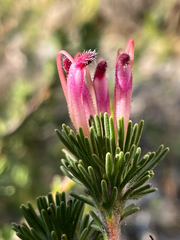 Adenanthos meisneri