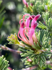 Adenanthos meisneri
