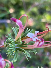 Adenanthos meisneri