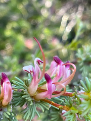 Adenanthos meisneri