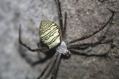 Argiope aemula