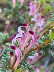 Adenanthos meisneri
