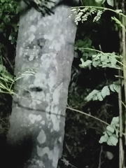 Gekko gecko