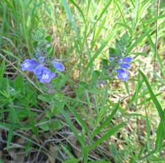 Scutellaria drummondii