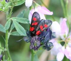 Zygaena viciae