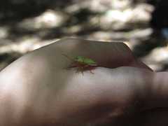 Brontocoris nigrolimbatus