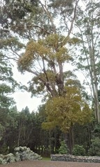 Thaumastocoris peregrinus