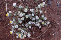 Helichrysum argyrophyllum