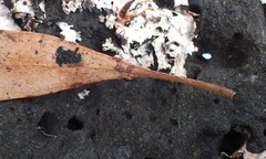 Thaumastocoris peregrinus