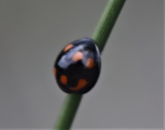 Orcus nummularis
