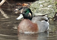 Anas platyrhynchos × Mareca americana