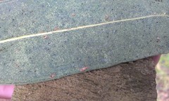 Thaumastocoris peregrinus