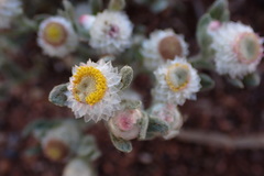 Helichrysum argyrophyllum