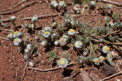 Helichrysum argyrophyllum
