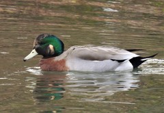 Anas platyrhynchos × Mareca americana