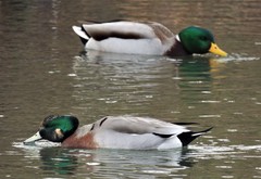 Anas platyrhynchos × Mareca americana