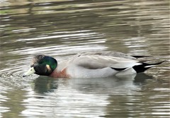 Anas platyrhynchos × Mareca americana