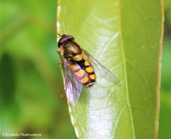 Syrphus octomaculatus