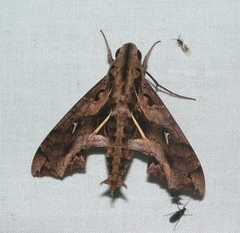 Hemeroplanes triptolemus