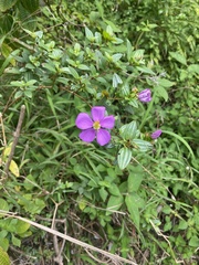 Heterotis rotundifolia