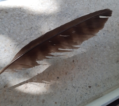 Milvus migrans
