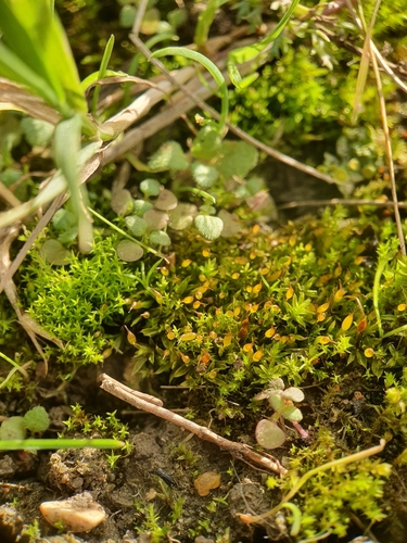 Image of Tortula protobryoides by no rights reserved