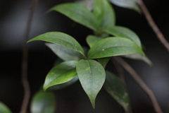 Camellia euryoides