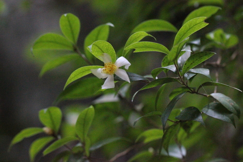 Camellia kissii observed 2021-11-27