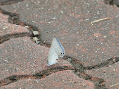Catochrysops panormus exiguus