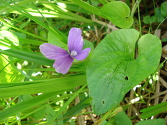 Viola uliginosa