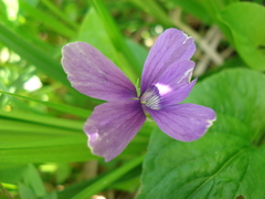 Viola uliginosa