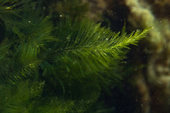Bryopsis plumosa