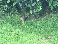 Turdus falcklandii magellanicus