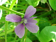Viola uliginosa