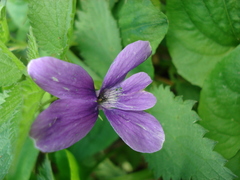 Viola uliginosa