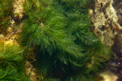 Bryopsis plumosa
