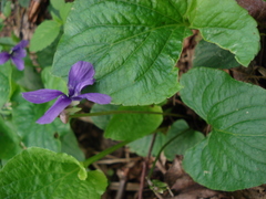 Viola uliginosa