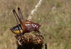 Psorodonotus